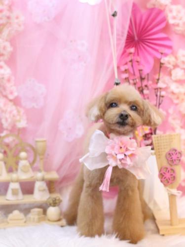 20250304チップくん